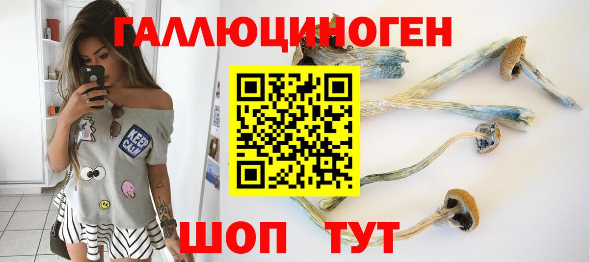 Нальчик  Галлюциногенные грибы Psilocybe  Вход с VPN 